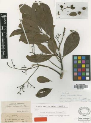 Ocotea viburnoides (Meisn.) Mez [type]