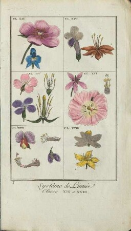 Illustration: Systême de Linnée. Classe XIII a XVIII