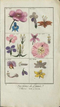 Illustration: Systême de Linnée. Classe XIII a XVIII