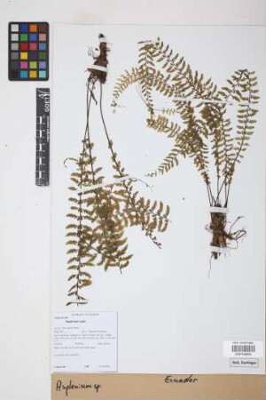 Asplenium L.