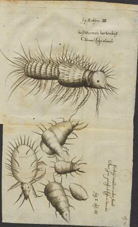 Illustration 14: fig. II. obs. III; fig. I. obs. III.