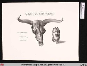 Schädel eines fossilen Stier's.