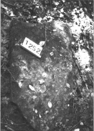 Grabstein 1252 (Index: 99900062) Material: Sandstein Zustand: liegt Maße HxBxT: 69x67x10 cm Beschreibung: Stele mit Konvexbogenabschluss, umgestürzt, liegt Besonderheit: vermutete Identifizierung nach Gräberverzeichnis: Grabstein 1252