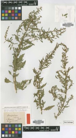 Chenopodium chilense Schrad. [type]