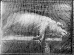 Geschlachtetes Schwein