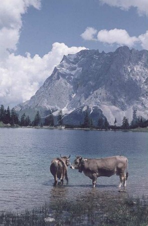 Kühe im Seebensee (Österreich) oberhalb der Ehrwalder Alm im Mieminger Gebirge mit Blick auf die Zugspitze (Wettersteingebirge)
