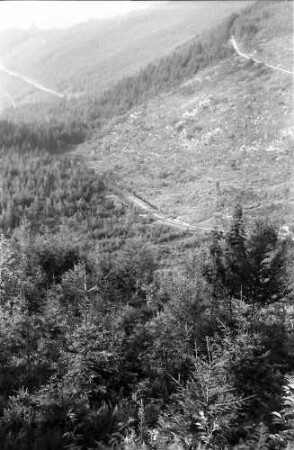 Oberried: Kahlschläge und Aufforstung im Oberrieder Tal
