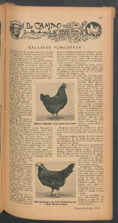Gallinas ponedoras : El campo y la chacra