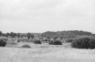 Brenner Moor: vorn Gräser, Binsen und Büsche: dahinter Wiesen mit Heuhocken: im Hintergrund Bäume