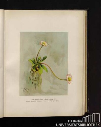 Bellis perennis Linné. Gänseblümchen.