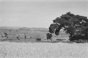 Savannenlandschaft : Blick auf eine ebene Savannenlandschaft mit Feigenbaum