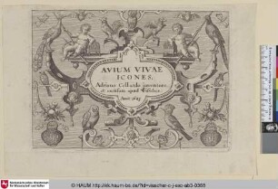 [Titelblatt]: Avium Vivae Icones