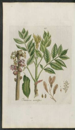 123. Fraxinus excelsior