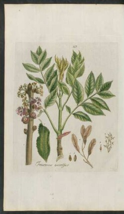 123. Fraxinus excelsior