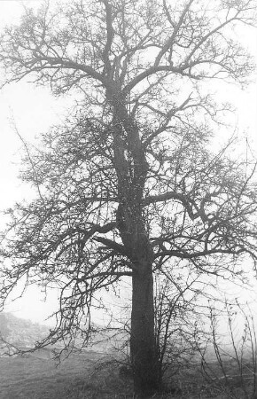 Neschwitz-Saritsch. Ehem. Windmühlengehöft, Birnbaum