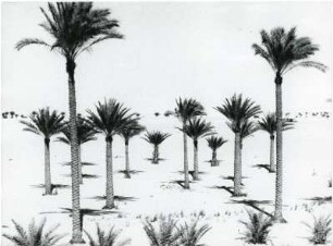 Palmenvegetation : Palmenvegetation in der marokkanischen Sahara..
