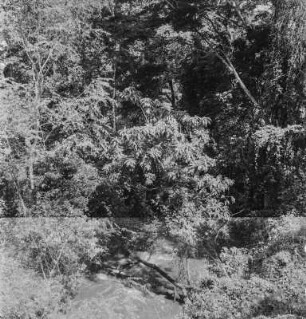Wildbachschlucht : Bäume am Ufer einer Wildbachschlucht
