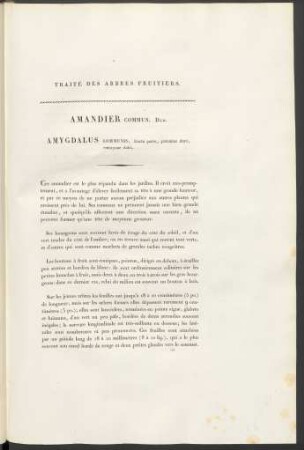 Amandier Commun. Amygdalus Communis, ...