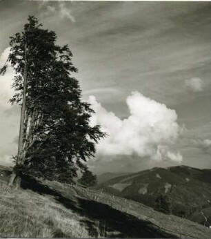 Am Schauinsland
