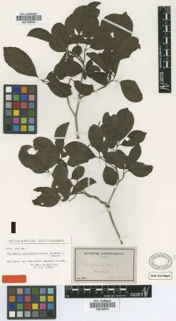 Schoepfia chrysophylloides (A.Rich.) Planch.
