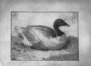 Ente