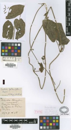 Exolobus patens (Decne.) E.Fourn.