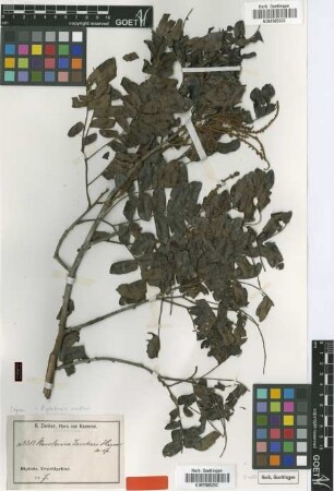 Newtonia zenkeri Harms [type]