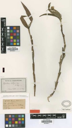 Epidendrum evelynae Rchb.f. [isotype]
