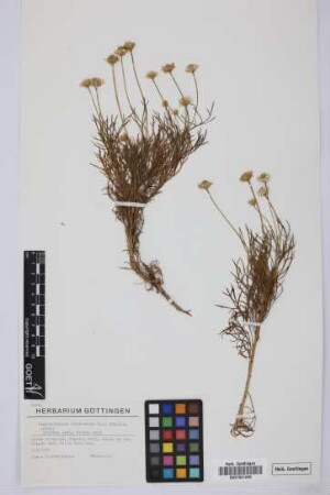 Argyranthemum frutescens (L.) Sch. Bip. subsp.