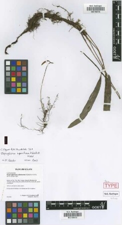 Elaphoglossum inquisitivum M.Kessler & Mickel [paratype]