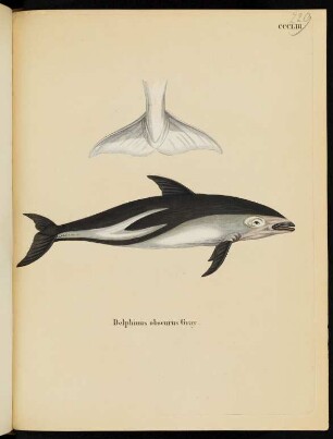 CCCLIII Delphinus obscurus Gray.