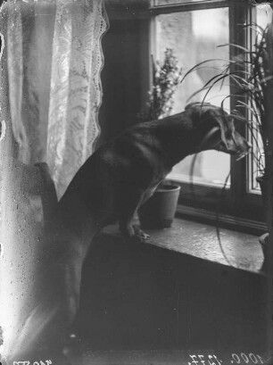 Dachshund : Ein Kurzhaar-Dackel mit dem Namen Puck am Fenster.