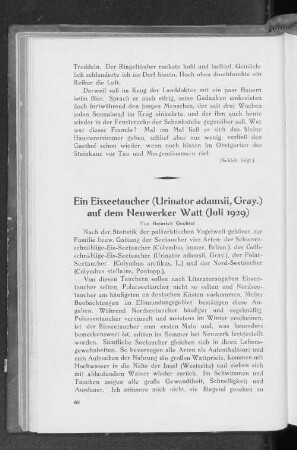 Ein Eistaucher (Urinator adamsii, Gray.) auf dem Neuwerker Watt (Juli 1929)