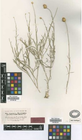 Centaurea microlonchoides Boiss. [syntype]