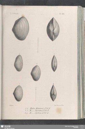 Pl. 368