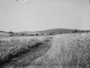 Feldweg : Weg durch ein Feld nach Grimburg