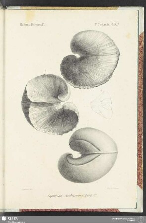 Pl. 597