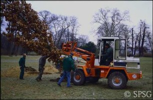 Potsdam, Neuer Garten, Pflanzen eines Baumes.