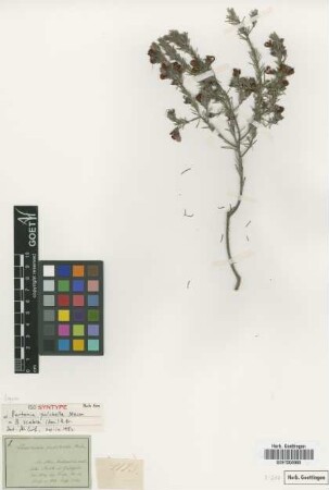 Burtonia pulchella Meisn. [Isosyntype]