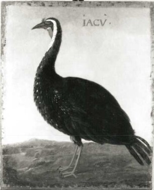 IACV (Schakupemba) Schakuhuhn (Penelope superciliaris) : IACV (Schakupemba) Schakuhuhn (Penelope superciliaris). Öl auf Leinwand (1655/1663; A. Eckhout). Radebeul, Hoflößnitz, Berg- und Lusthaus, Festsaal (nach der Restaurierung)