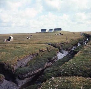 Hamburger Hallig : Hamburg. Abgelaufener Wassergraben bei Ebbe, Gehöft auf der Warft