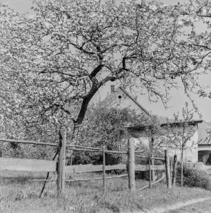 Frühling bei Rachlau