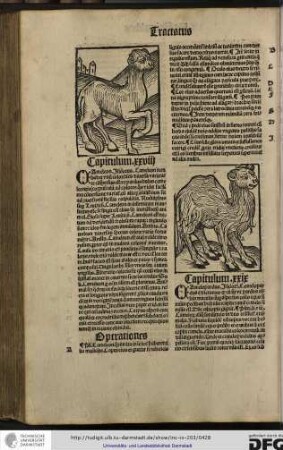 Capitulum xxviii.