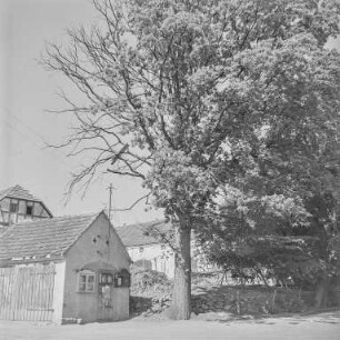 Hof mit Baum : Oberlausitz. Gehöft mit verschiedenen Gebäuden