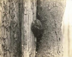 Langohrige Fledermaus (Plecotus), zur Schlafstellung übergehend 5. (volle Schlafstellung)