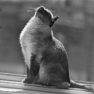 Katze auf der Fensterbank