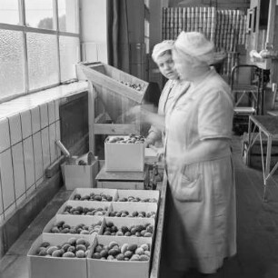 Konservenfabrik Vauka in Bramsche, Abfüllen von Gefrierpflaumen