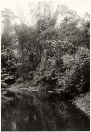 Blick in den Galeriewald am Rio Miranda : 49,28 km südwestlich von Nioaque, Höhe: 280 m, Blick flussaufwärts