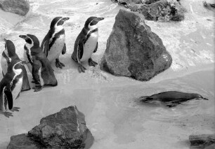 Neues Becken für die Pinguine im Karlsruher Zoo