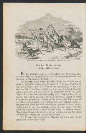 Von den Wiederkäuern.